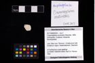 Foto (Objekt + Etikett) von Cracensigillatus acutirostris (Moericke, 1889)  (NHMW-GEO-2017-0089-0030)